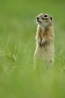 Spotted souslik (Spermophilus suslicus) standing alert on hind legs, Werbkowice, Zamosc Spotted souslik (Spermophilus suslicus) standing alert on hind legs, Werbkowice, Zamosc