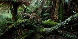 Spotted-tailed quoll (Dasyurus maculatus) scent marking in Monga National Park, New South Wales Spotted-tailed quoll (Dasyurus maculatus) scent marking in Monga National Park, New South Wales