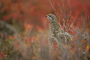 Spruce grouse (Dendragapus fuliginosus) stops while foraging among fall blueberry bushes Spruce grouse (Dendragapus fuliginosus) stops while foraging among fall blueberry bushes