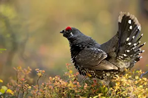 Spruce grouse (Falcipennis canadensis) in forest, Denali National Park, Alaska, USA Spruce grouse (Falcipennis canadensis) in forest, Denali National Park, Alaska, USA