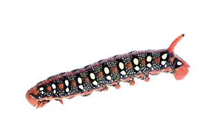 Spurge hawkmoth (Hyles euphorbiae) caterpillar, Fliess, Naturpark Kaunergrat, Tirol Spurge hawkmoth (Hyles euphorbiae) caterpillar, Fliess, Naturpark Kaunergrat, Tirol