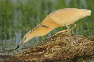 Squacco heron (Ardea ralloides) Lake Kerkini, Macedonia, Greece, May 2009 Squacco heron (Ardea ralloides) Lake Kerkini, Macedonia, Greece, May 2009