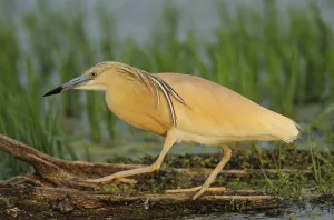Squacco heron (Ardea ralloides) walking, Lake Kerkini, Macedonia, Greece, May 2009 Squacco heron (Ardea ralloides) walking, Lake Kerkini, Macedonia, Greece, May 2009