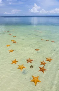 2014 highlights/starfish beach starfish shallow sea asteroidea 2014 highlights/starfish beach starfish shallow sea asteroidea