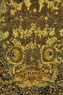Stargazer (Uranoscopus sulphureus) half buried in the sand, Sulu sea, Philippines Stargazer (Uranoscopus sulphureus) half buried in the sand, Sulu sea, Philippines