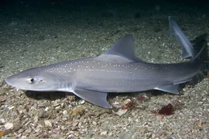 Starry smooth-hound shark (Mustelus asterias) resting on seabed, Channel Isles, UK Starry smooth-hound shark (Mustelus asterias) resting on seabed, Channel Isles, UK