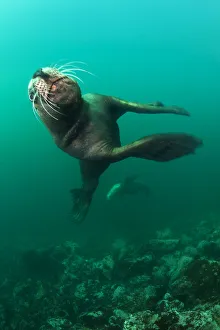 Steller sealion (Eumetopias jubatus) male charging past the camera. Race Rocks, Victoria Steller sealion (Eumetopias jubatus) male charging past the camera. Race Rocks, Victoria