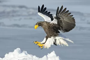 Images Dated 26th February 2013: Stellers Sea Eagle (Haliaeetus pelagicus) landing, Hokkaido, Japan. February