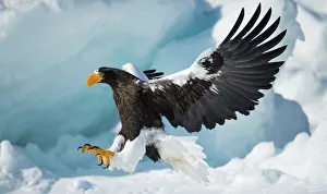 Stellers sea-eagle (Haliaeetus pelagicus) landing on pack ice, Hokkaido, Japan Stellers sea-eagle (Haliaeetus pelagicus) landing on pack ice, Hokkaido, Japan