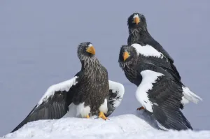 Stellers sea eagle (Haliaeetus pelagicus) three eagles beside Lake Kuril, Kamchatka Stellers sea eagle (Haliaeetus pelagicus) three eagles beside Lake Kuril, Kamchatka