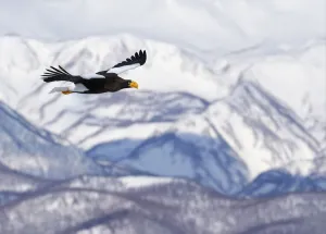 Steller's sea eagle (Haliaeetus pelagicus) in flight with mountains behind, Hokkaido Steller's sea eagle (Haliaeetus pelagicus) in flight with mountains behind, Hokkaido