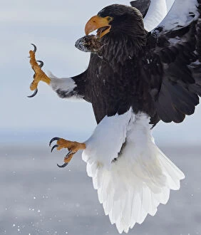 Animal Feet Collection: Stellers Sea Eagle (Haliaeetus pelagicus) with prey in beak in mid-air, Hokkaido
