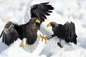 Stellers Sea Eagles (Haliaeetus pelagicus) fighting on ice floe, Hokkaido, Japan Stellers Sea Eagles (Haliaeetus pelagicus) fighting on ice floe, Hokkaido, Japan