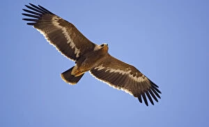 Images Dated 1st November 2004: Steppe Eagle (Aquila nipalensis) in flight Sultanate of Oman