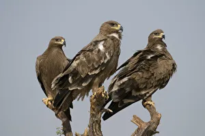 Three Steppe Eagles (Aquila nipalensis) perched, Rajasthan, India Three Steppe Eagles (Aquila nipalensis) perched, Rajasthan, India