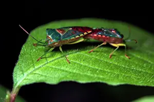 Shield Bug Reproduction Prints: Stink bugs (Acanthosoma denticauda) pair mating on a leaf, Yamanashi Prefecture, Japan