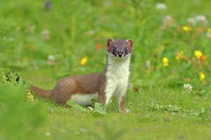 Stoat (Mustela erminea), UK, July. 2020VISION Book Plate Stoat (Mustela erminea), UK, July. 2020VISION Book Plate