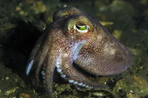 Stout bobtail squid (Rossia macrosoma) on the seabed, Loch Creran, Scotland, UK, June Stout bobtail squid (Rossia macrosoma) on the seabed, Loch Creran, Scotland, UK, June