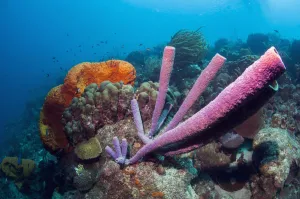 Stove-pipe sponge (Aplysina archeri) and Orange elephant ear sponge (Agelas clathrodes) Bonaire Stove-pipe sponge (Aplysina archeri) and Orange elephant ear sponge (Agelas clathrodes) Bonaire