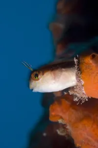 Striped blenny (Parablennius rouxi) looking out of a hole in a rock covered with Striped blenny (Parablennius rouxi) looking out of a hole in a rock covered with