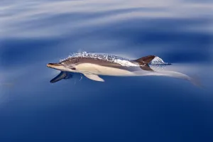 Striped Dolphin (Stenella coeruleoalba) in the strait of Gibraltar, Spain Striped Dolphin (Stenella coeruleoalba) in the strait of Gibraltar, Spain