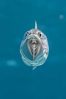 Striped mackerel (Rastrelliger kanagurta) mouth wide open as it swims through the water Striped mackerel (Rastrelliger kanagurta) mouth wide open as it swims through the water
