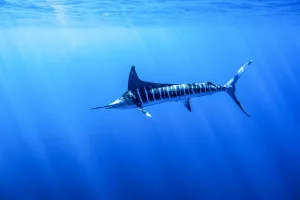 Striped marlin (Kajikia audax) feeding on bait balls, Eastern Pacific, Thetis Bank Striped marlin (Kajikia audax) feeding on bait balls, Eastern Pacific, Thetis Bank