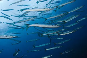 Striped / Mediterranean barracuda (Sphyraena sphyraena) shoal, Perduto, Lavezzi Islands Striped / Mediterranean barracuda (Sphyraena sphyraena) shoal, Perduto, Lavezzi Islands
