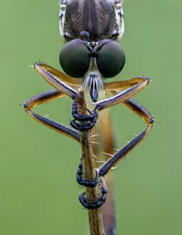 Animal Feet Collection: Striped Slender Robberfly (Leptogaster cylindrica) Ledston, Yorkshire, July
