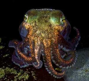 Stubby squid (Rossia pacifica) Nigei Island, Queen Charlotte Strait, British Columbia Stubby squid (Rossia pacifica) Nigei Island, Queen Charlotte Strait, British Columbia