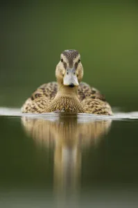 A sub-adult female Mallard (Anas platyrhynchos) swimming on a still lake, Derbyshire A sub-adult female Mallard (Anas platyrhynchos) swimming on a still lake, Derbyshire