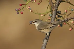 Subalpine warbler (Sylvia cantillans) feeding on fruit of Terebinth tree (Pistacia Subalpine warbler (Sylvia cantillans) feeding on fruit of Terebinth tree (Pistacia