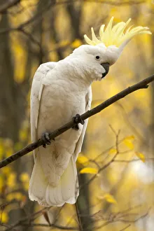 Sulphur-crested cockatoo (Cacatua galerita) perched on branch, Grampians National Park Sulphur-crested cockatoo (Cacatua galerita) perched on branch, Grampians National Park