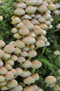 Sulphur Tuft Fungus (Hypholoma fasciculare) growing in clusters, Sussex, England, UK Sulphur Tuft Fungus (Hypholoma fasciculare) growing in clusters, Sussex, England, UK