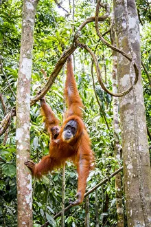 Sumatran orangutan (Pongo abelii) female with very young baby, Gunung Leuser National Park Sumatran orangutan (Pongo abelii) female with very young baby, Gunung Leuser National Park