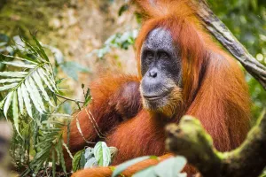 Sumatran Orangutan (Pongo abelii) female with very young baby, Gunung Leuser National Park Sumatran Orangutan (Pongo abelii) female with very young baby, Gunung Leuser National Park