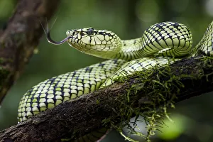 Sumatran pit viper (Trimeresurus sumatranus) female in rain forest understorey. Danum Valley Sumatran pit viper (Trimeresurus sumatranus) female in rain forest understorey. Danum Valley