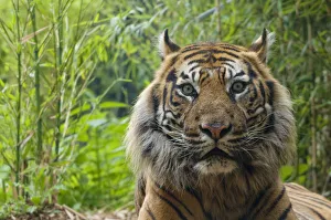 Sumatran tiger (Panthera tigris sumatrae) head portrait of elderly male, captive Sumatran tiger (Panthera tigris sumatrae) head portrait of elderly male, captive
