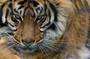 Sumatran tiger (Panthera tigris sumatrae) close-up head portrait, captive Sumatran tiger (Panthera tigris sumatrae) close-up head portrait, captive