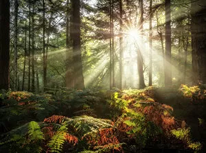 Autumn Collection: Sun shining through trees in Bolderwood, New Forest National Park, Hampshire, England, UK
