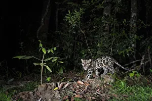 Sunda clouded leopard (Neofelis diardi) at night, Deramakot Forest Reserve, Sabah Sunda clouded leopard (Neofelis diardi) at night, Deramakot Forest Reserve, Sabah
