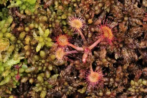Sundew plants {Drosera sp} growing on the forest floor, Bog forest, Kemeri National Park Sundew plants {Drosera sp} growing on the forest floor, Bog forest, Kemeri National Park