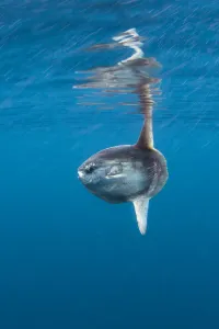 Sunfish (Mola mola) basking at the surface on summer's day. Penzance, Cornwall Sunfish (Mola mola) basking at the surface on summer's day. Penzance, Cornwall