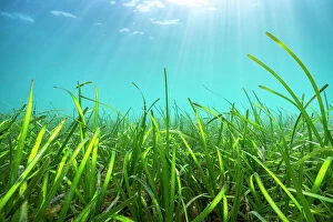 Prints for your Bathroom Collection: Sunrays penetrating a Seagrass meadow (Zostera Marina) Helford River, Falmouth, Cornwall, UK. April