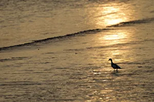 Sunrise over coastal mudflats with Shelduck feeding (Tadorna tadorna), Campfield Marsh RSPB reserve Sunrise over coastal mudflats with Shelduck feeding (Tadorna tadorna), Campfield Marsh RSPB reserve