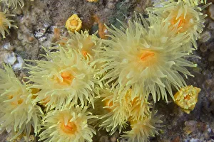 Sunset Cup / Yellow Cave Coral (Leptopsammia pruvoti) Channel Islands, UK, June Sunset Cup / Yellow Cave Coral (Leptopsammia pruvoti) Channel Islands, UK, June