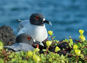 Swallow-tailed gull (Creagrus furcatus) Plazas Island, Galapagos Swallow-tailed gull (Creagrus furcatus) Plazas Island, Galapagos