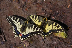 Swallowtail butterflies (Papilio machaon) sunning on a riverbank in Arkhyz section Swallowtail butterflies (Papilio machaon) sunning on a riverbank in Arkhyz section