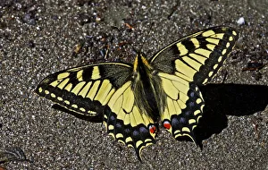 Swallowtail butterfly (Papilio machaon) sunning on a riverbank in Arkhyz section Swallowtail butterfly (Papilio machaon) sunning on a riverbank in Arkhyz section