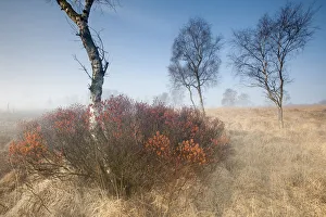Sweetgale (Myrica gale) in mist with Birch tree. Groot Schietveld, Wuustwezel, Belgium Sweetgale (Myrica gale) in mist with Birch tree. Groot Schietveld, Wuustwezel, Belgium